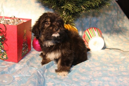 havanese-puppies